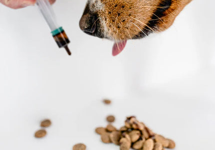 Vitaltier Sport & Activity