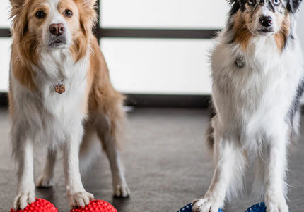 Vitaltier Fascia-Balans