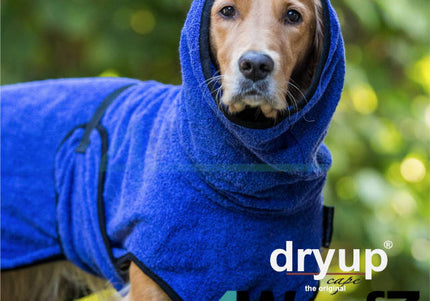 dryup Cape Blueberry