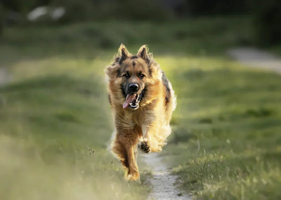 Regeneratie bij honden: zo herstelt het lichaam zich na inspanning