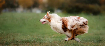 FITNESS OPBOUWEN BIJ HONDEN: HOE KAN UW HOND FITTER, STERKER EN DRAAGZAMER WORDEN?
