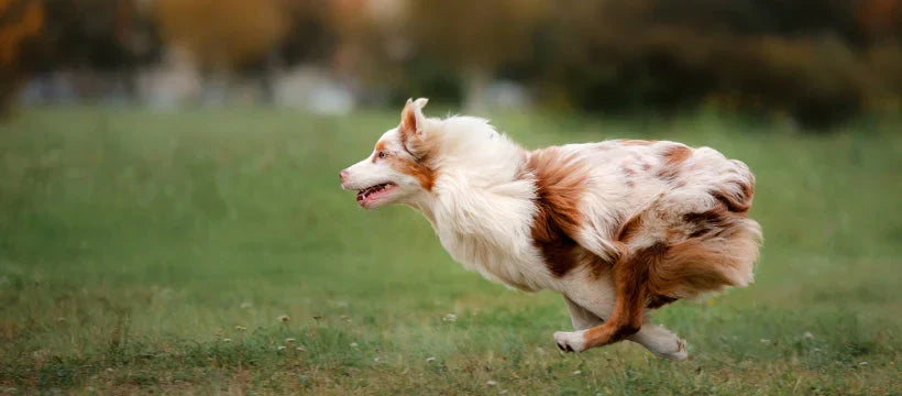 FITNESS OPBOUWEN BIJ HONDEN: HOE KAN UW HOND FITTER, STERKER EN DRAAGZAMER WORDEN?