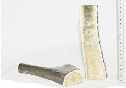 Antler Red Deer L Half