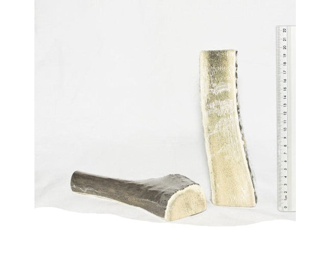 Antler Red Deer L Half
