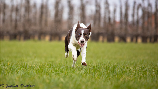 <h3><strong>Vitaltier</strong></h3>