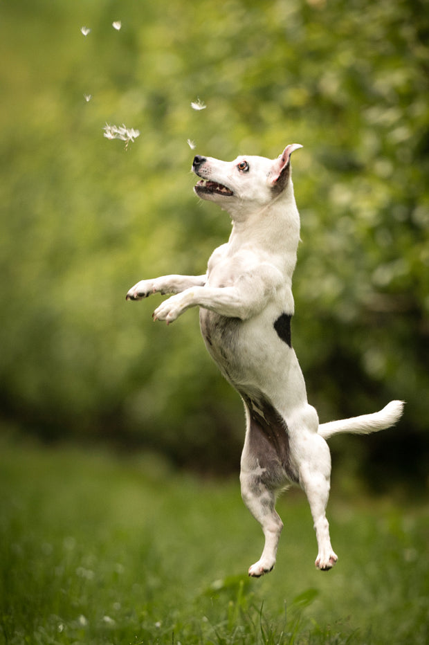 <h4><strong>Toys</strong></h4>