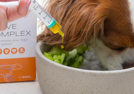 Vitaltier Nerve Complex