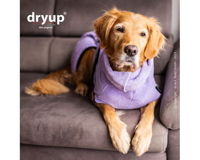 dryup Cape Lavender