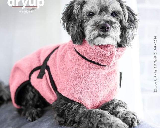 dryup Cape mini Rose