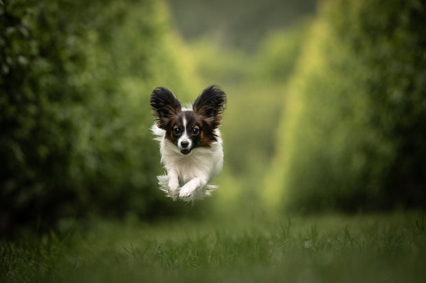 <h3><strong>European Pet Pharmacy</strong></h3>