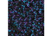 Blue-Purple